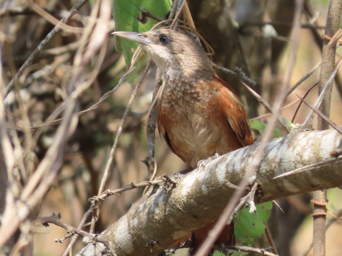 Chestnut-backed Thornbird - ML609516695