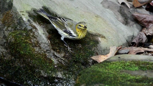 Cape May Warbler - ML609516702