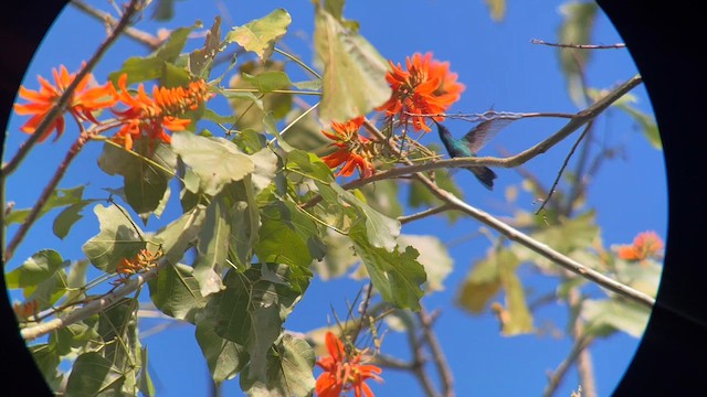 Colibrí de Buffon - ML609516706