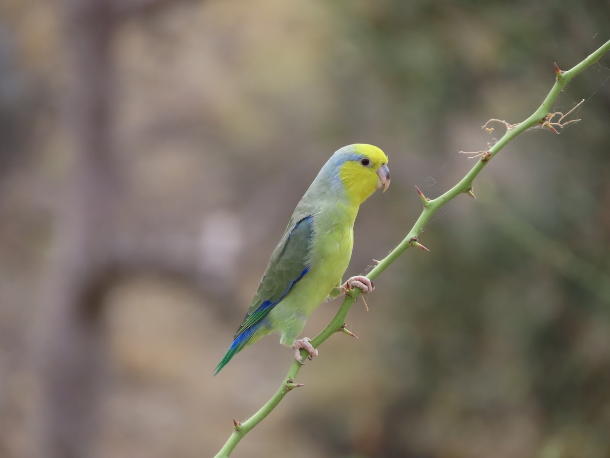 Yellow-faced Parrotlet - ML609516899