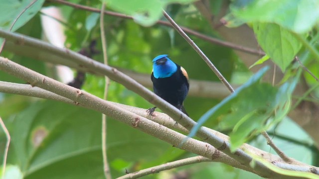 Blue-necked Tanager - ML609516934