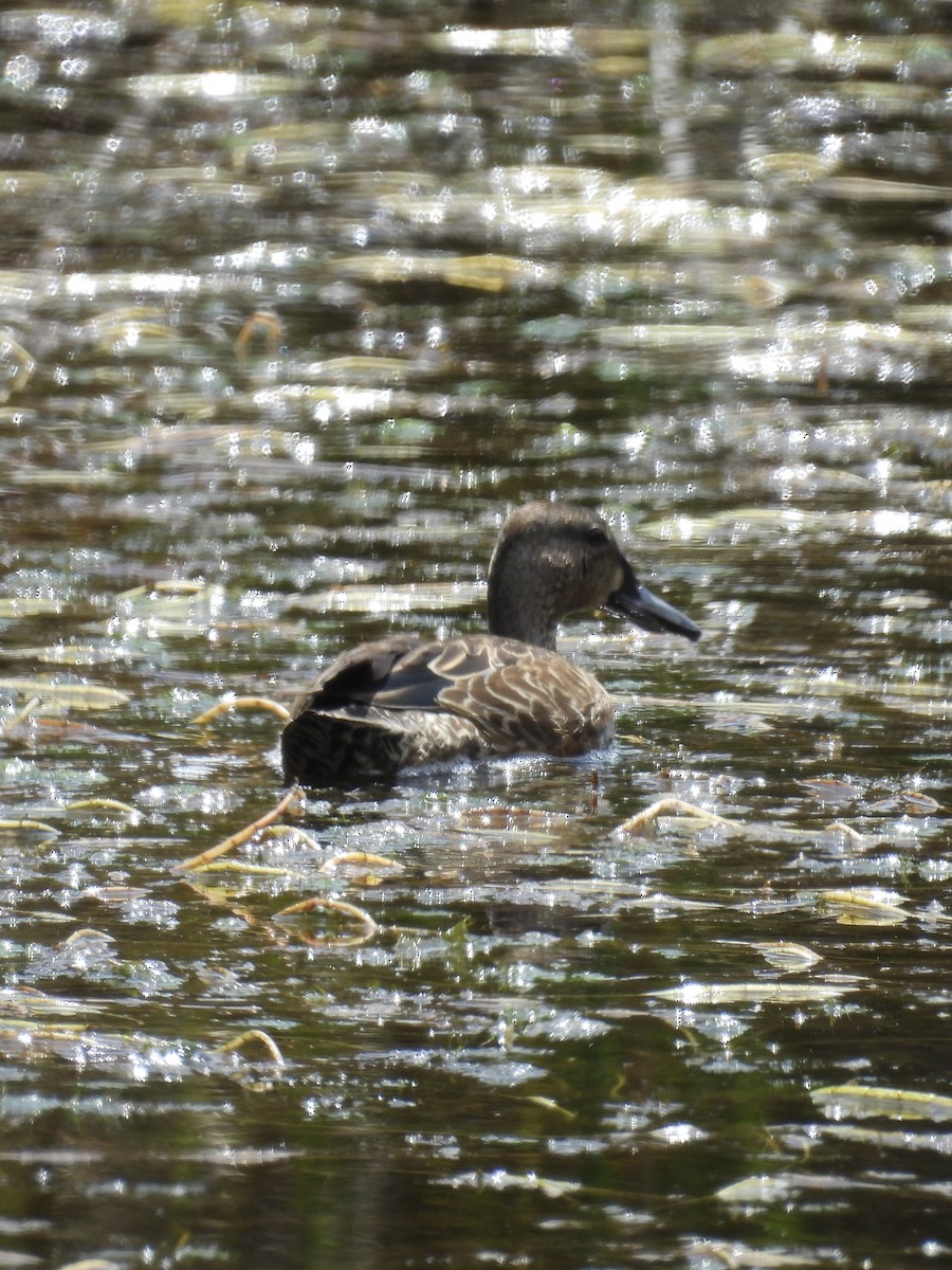 Andean Teal - ML609517081