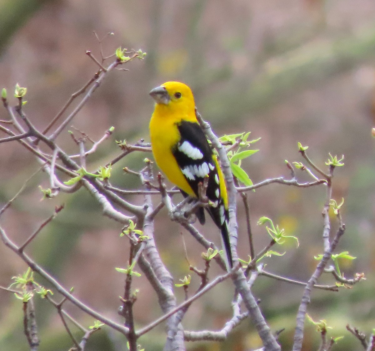 Golden Grosbeak - ML609517103