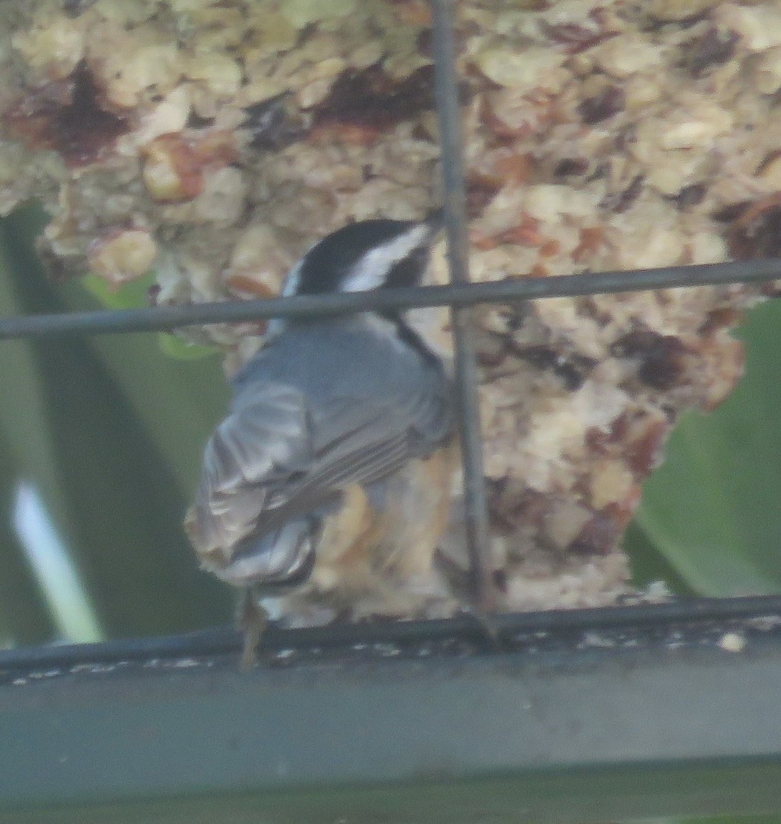 Red-breasted Nuthatch - ML609517106