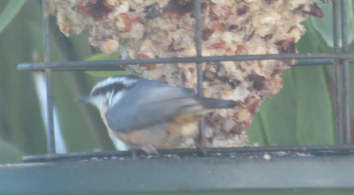 Red-breasted Nuthatch - Valerie Glass