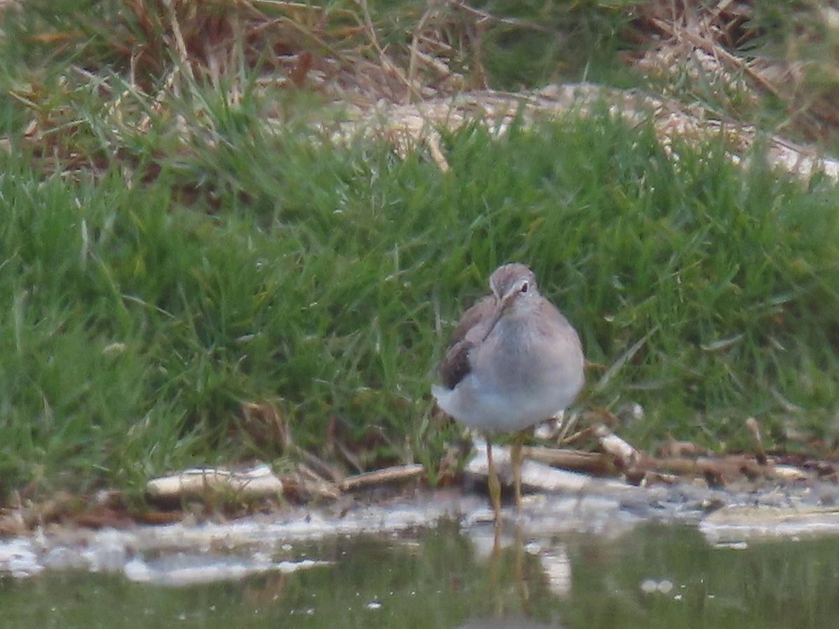 Lesser Yellowlegs - ML609517138