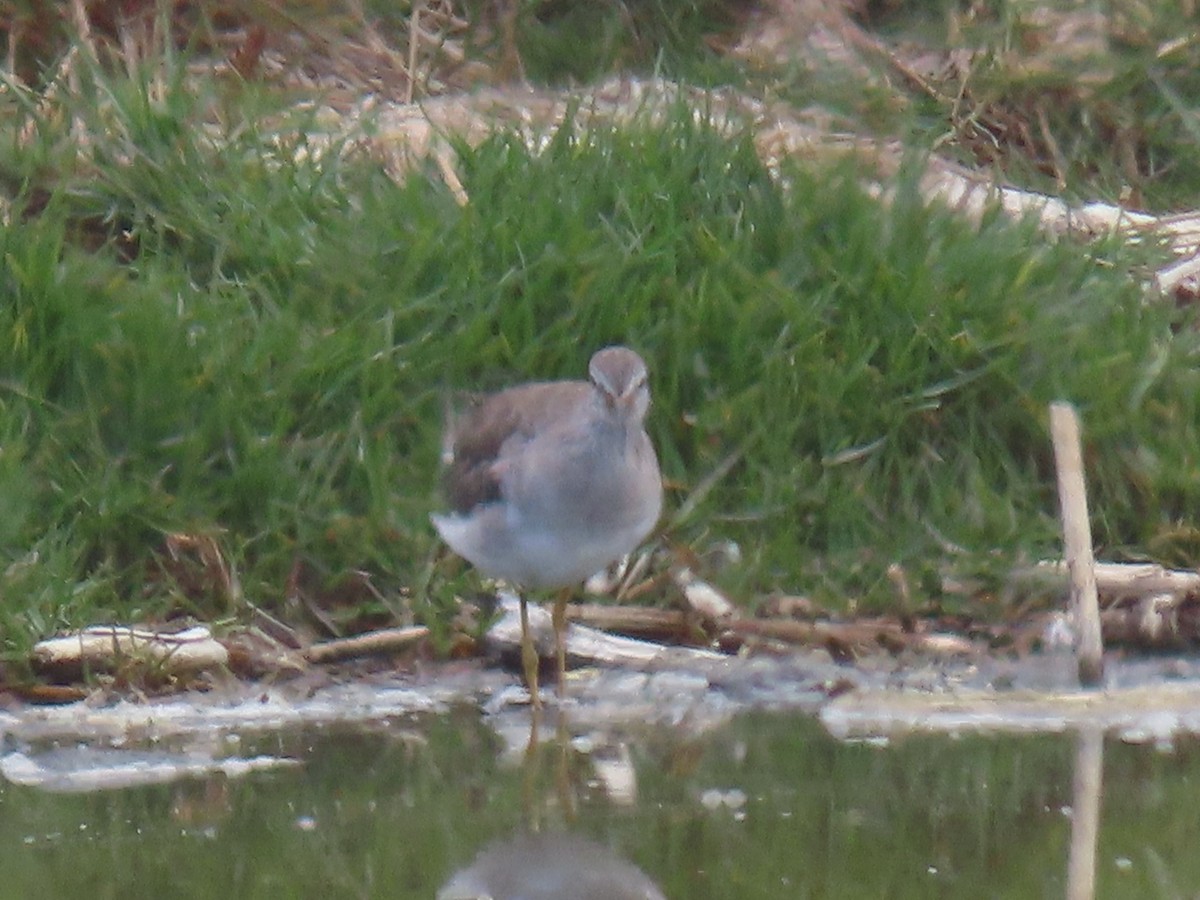 Lesser Yellowlegs - ML609517139