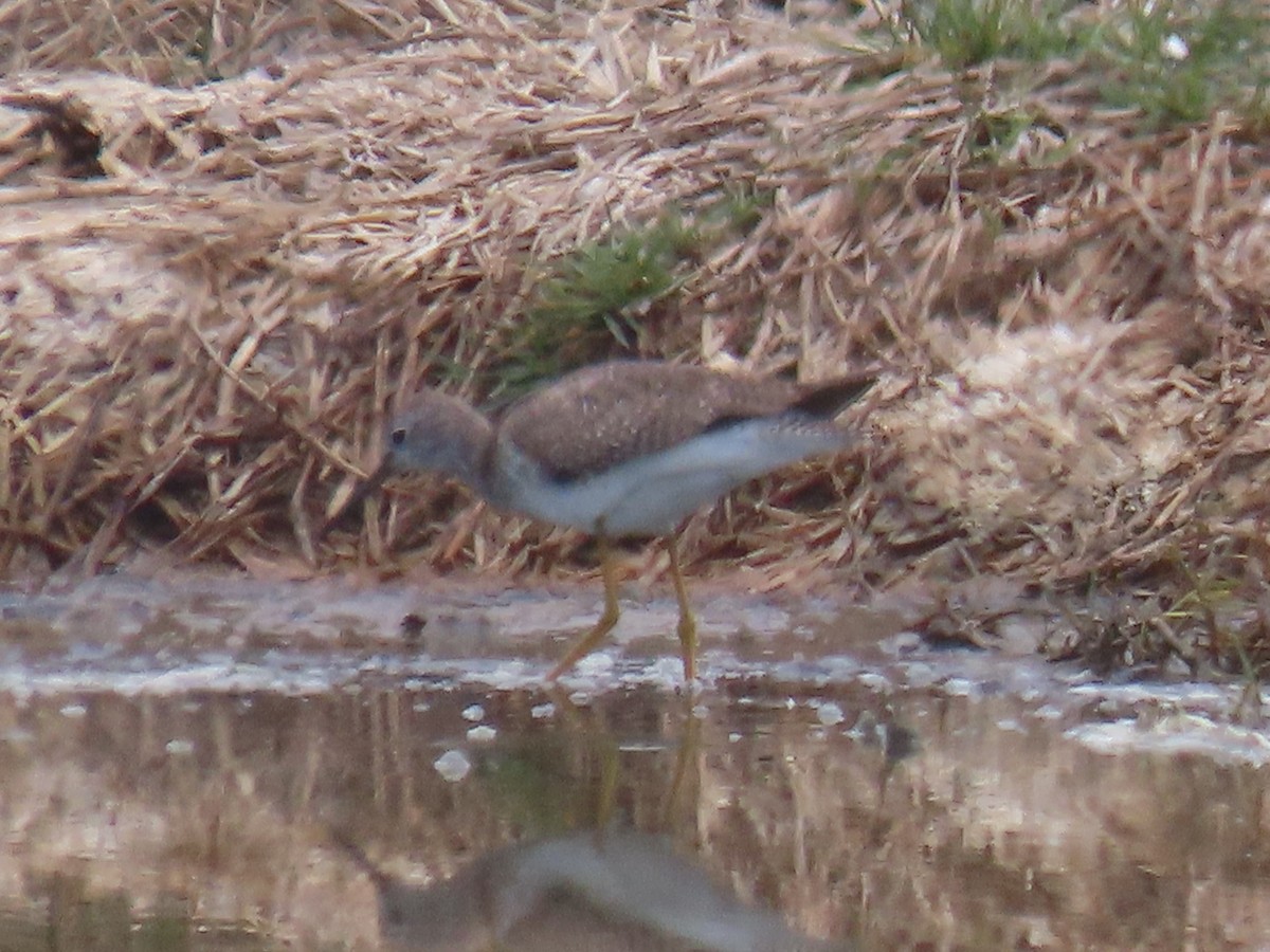 Lesser Yellowlegs - ML609517143