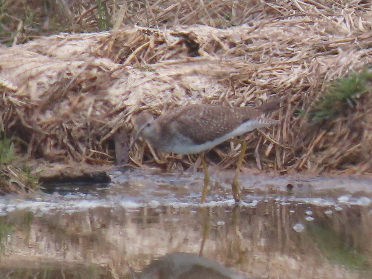 Lesser Yellowlegs - ML609517145