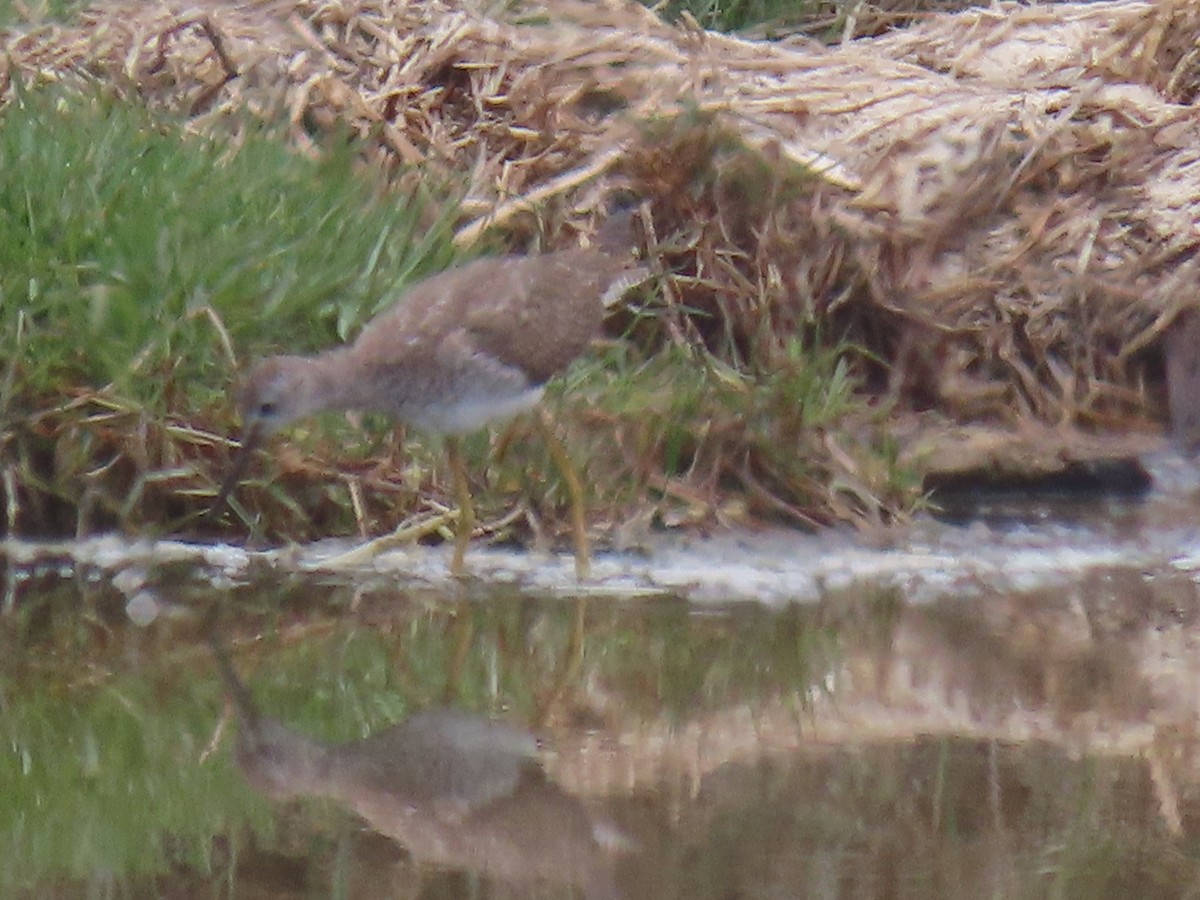 Lesser Yellowlegs - ML609517147