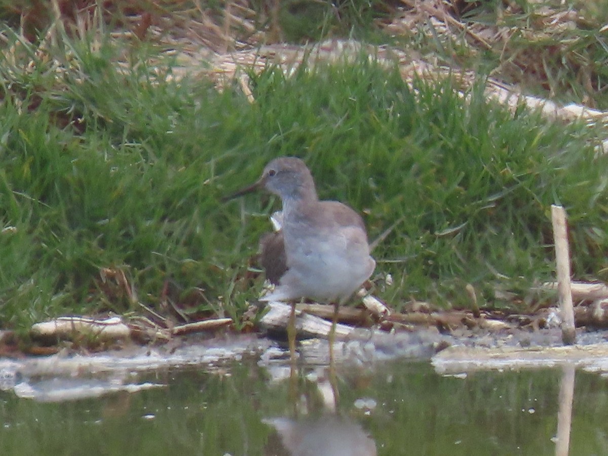 Lesser Yellowlegs - ML609517148