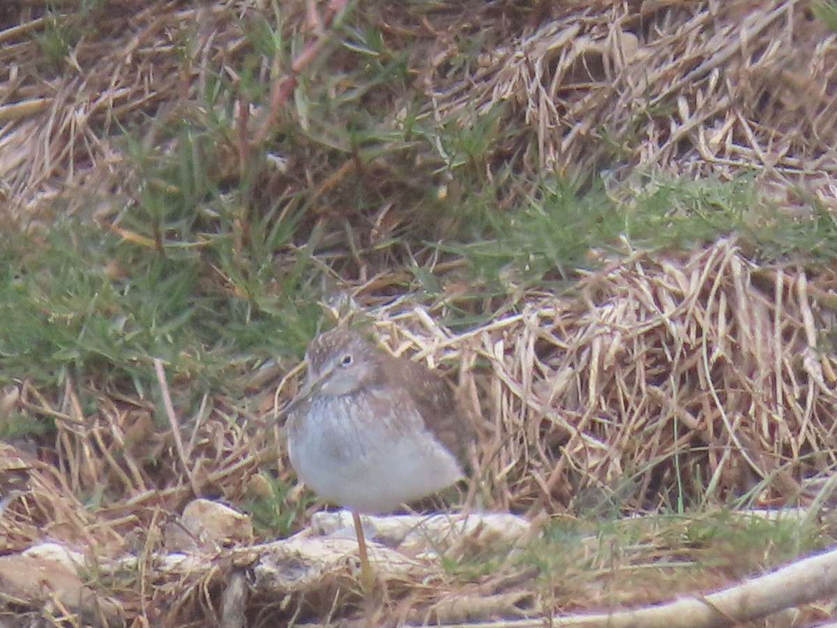 Lesser Yellowlegs - ML609517265