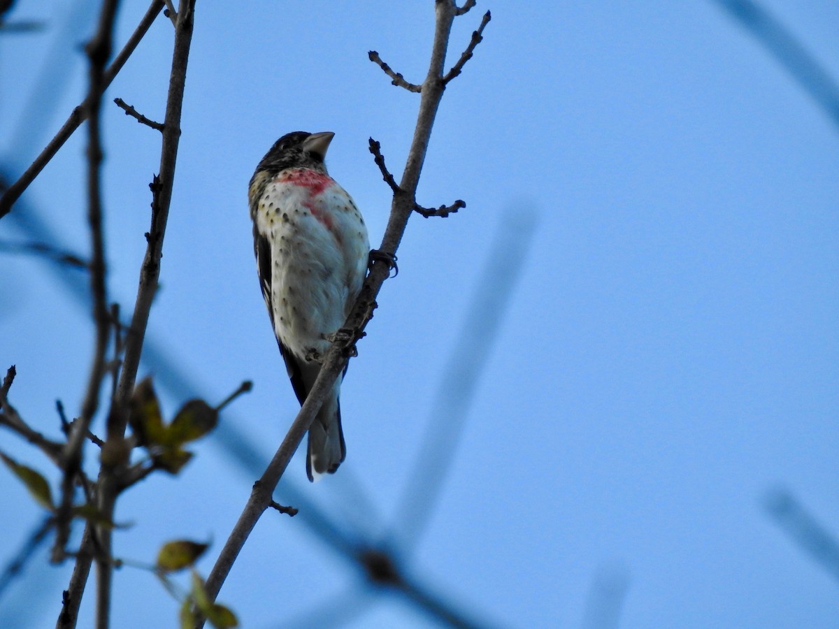 Rose-breasted Grosbeak - ML609517304