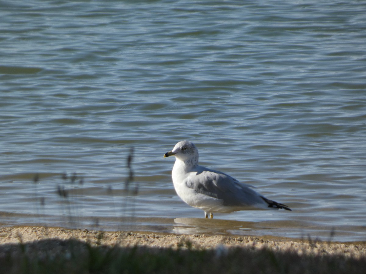 Ring-billed Gull - ML609517396