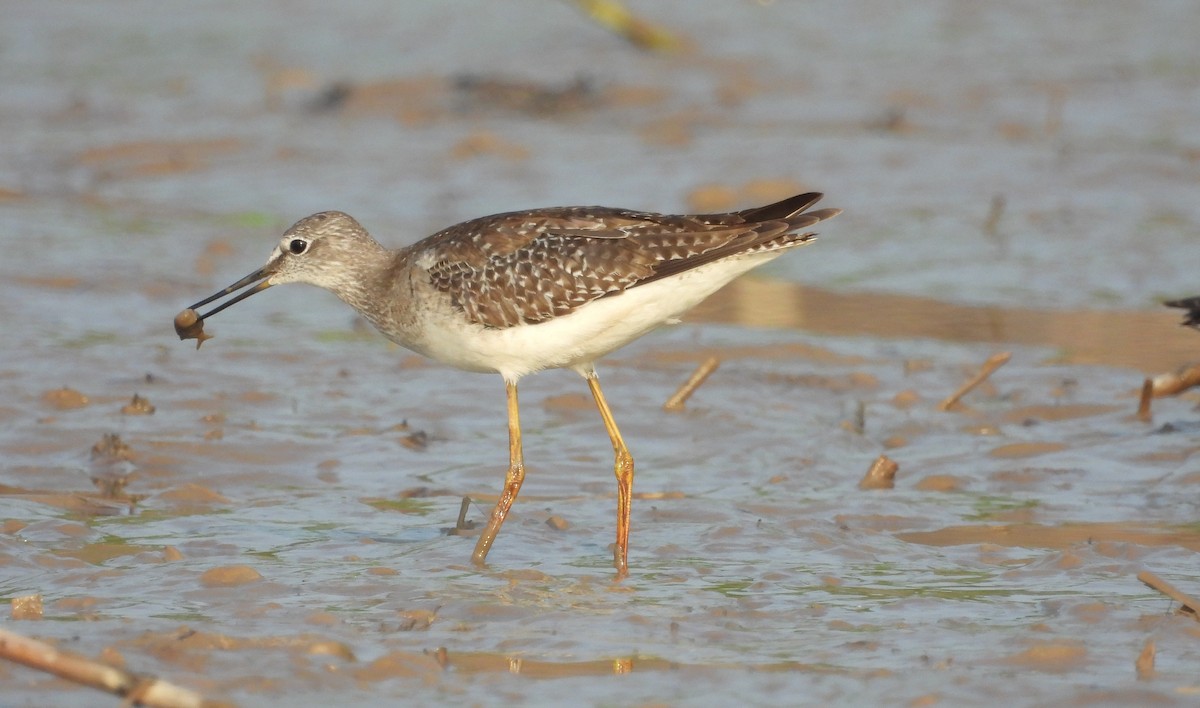 Lesser Yellowlegs - ML609517399