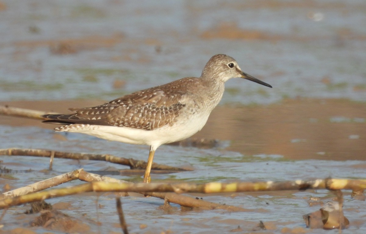 Lesser Yellowlegs - ML609517403