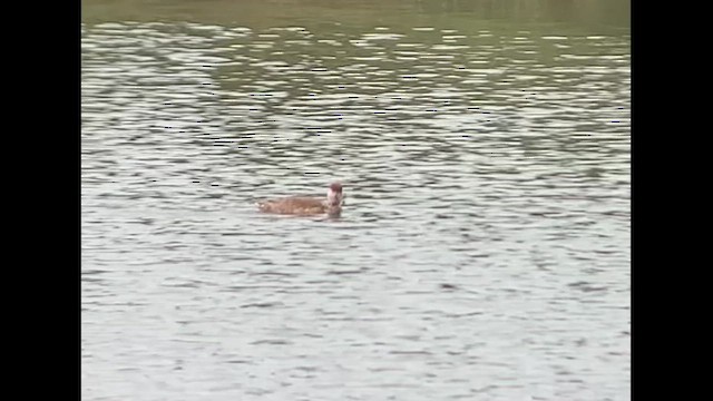 Red-crested Pochard - ML609517517