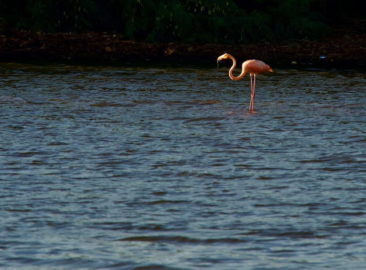 American Flamingo - ML609517572