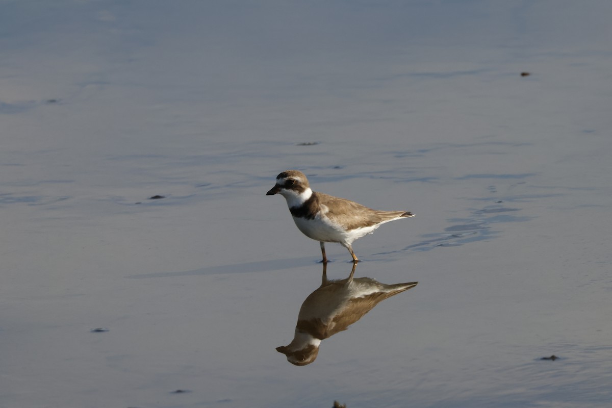Semipalmated Plover - ML609517581