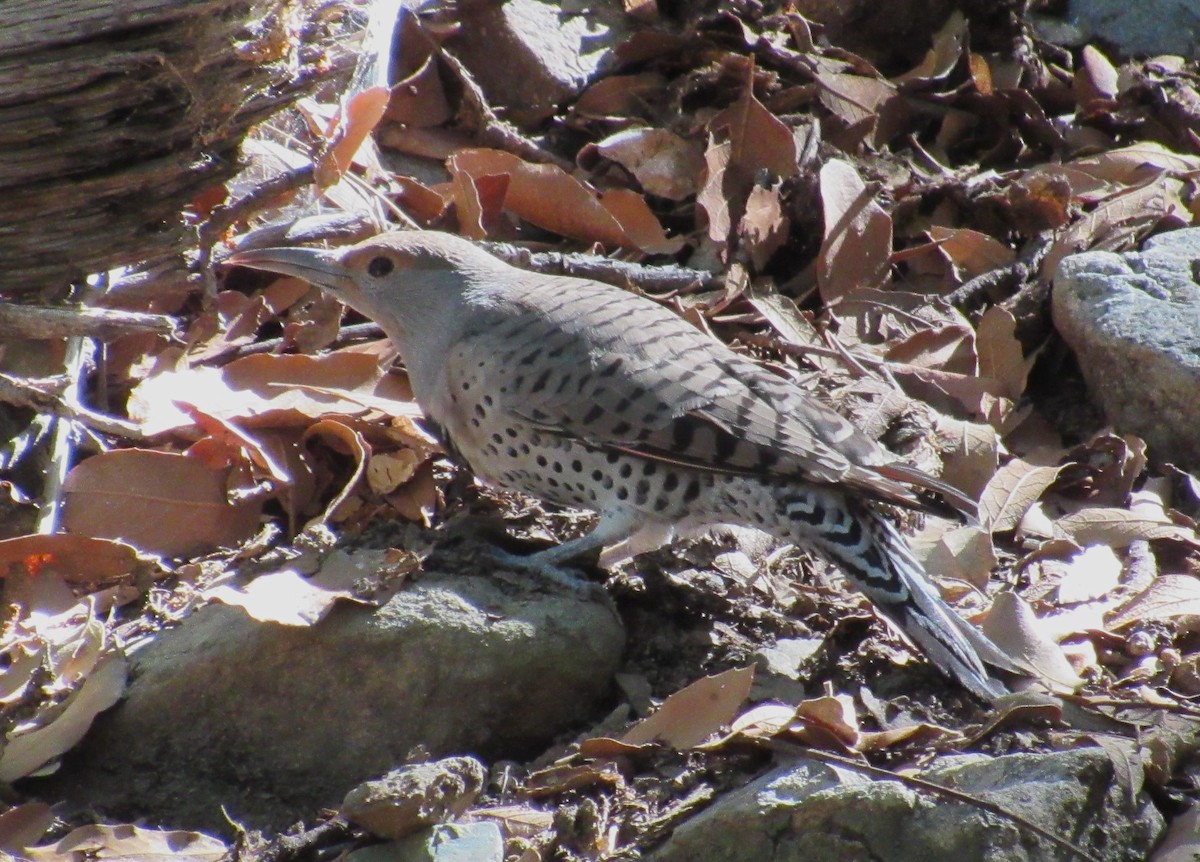 Northern Flicker (Red-shafted) - ML609517677