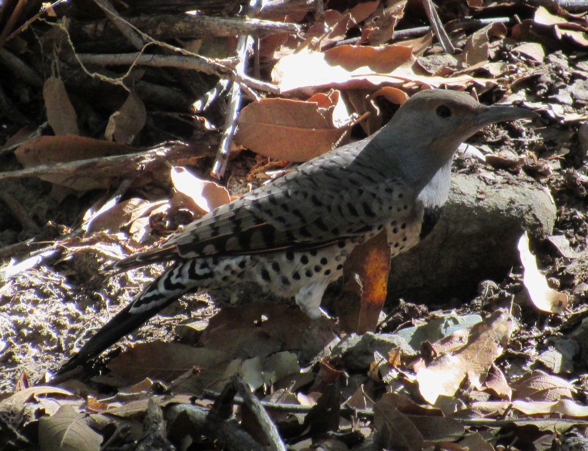 Northern Flicker (Red-shafted) - ML609517693