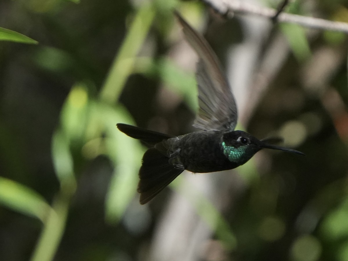 Rivoli's Hummingbird - Richard H