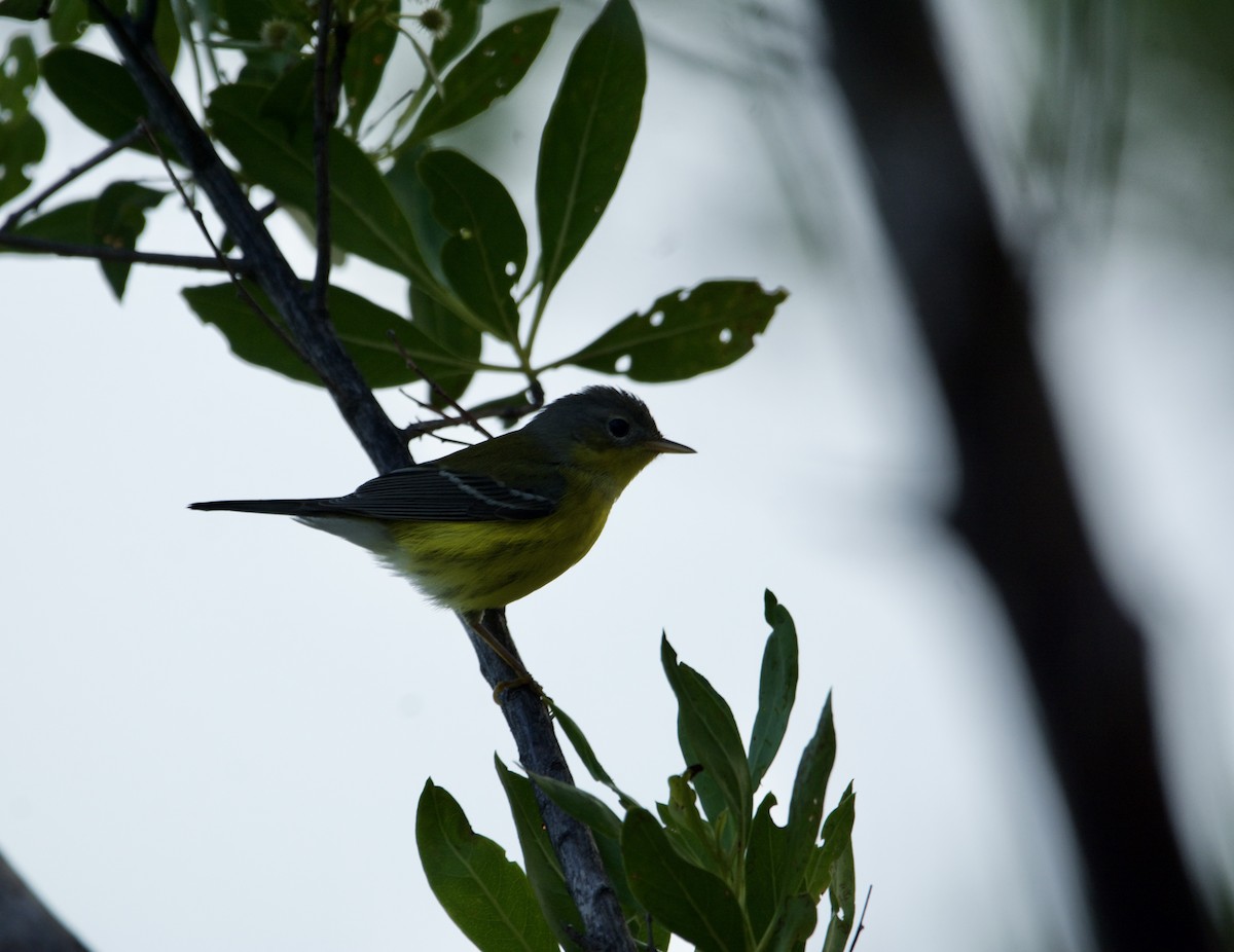 Magnolia Warbler - ML609517730