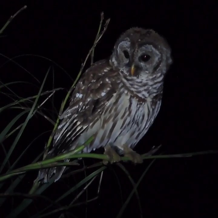 Barred Owl - ML609517808