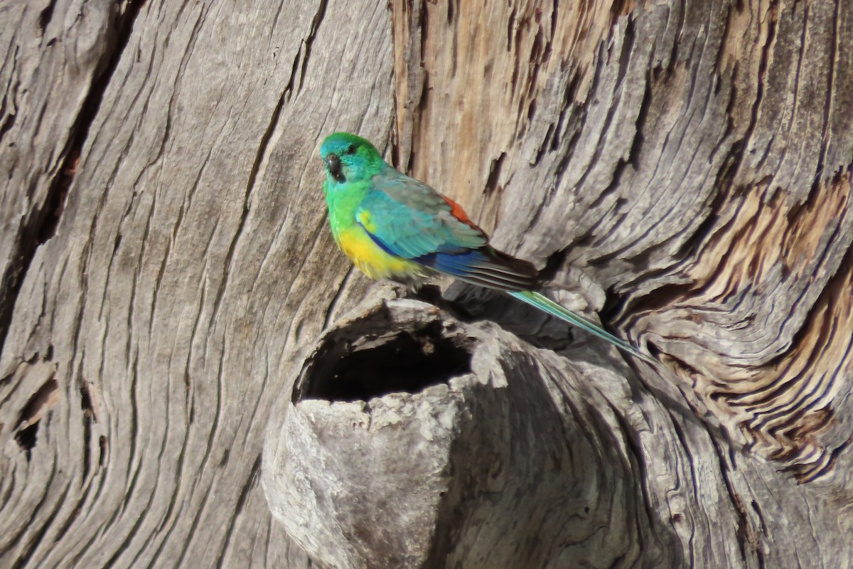 Red-rumped Parrot - ML609517917