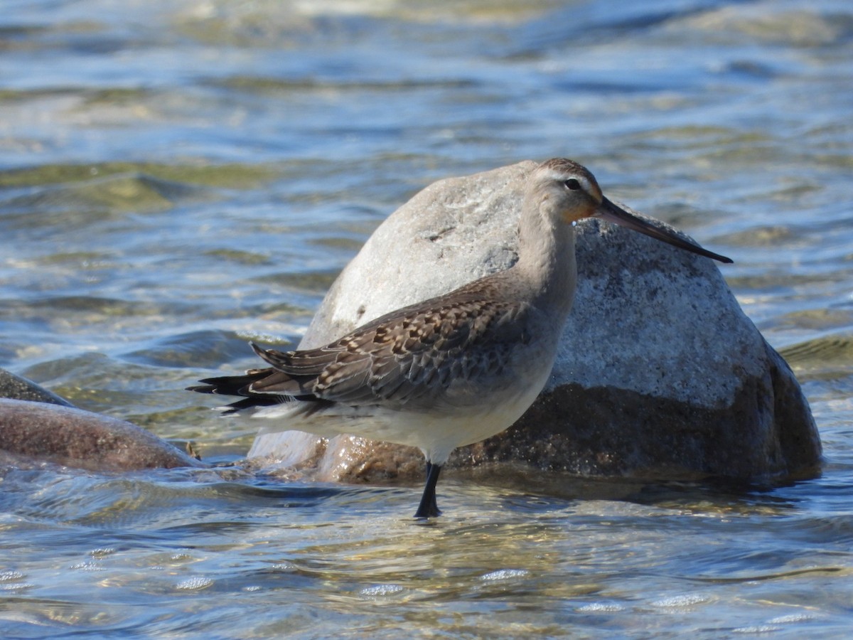 Hudsonian Godwit - ML609517928