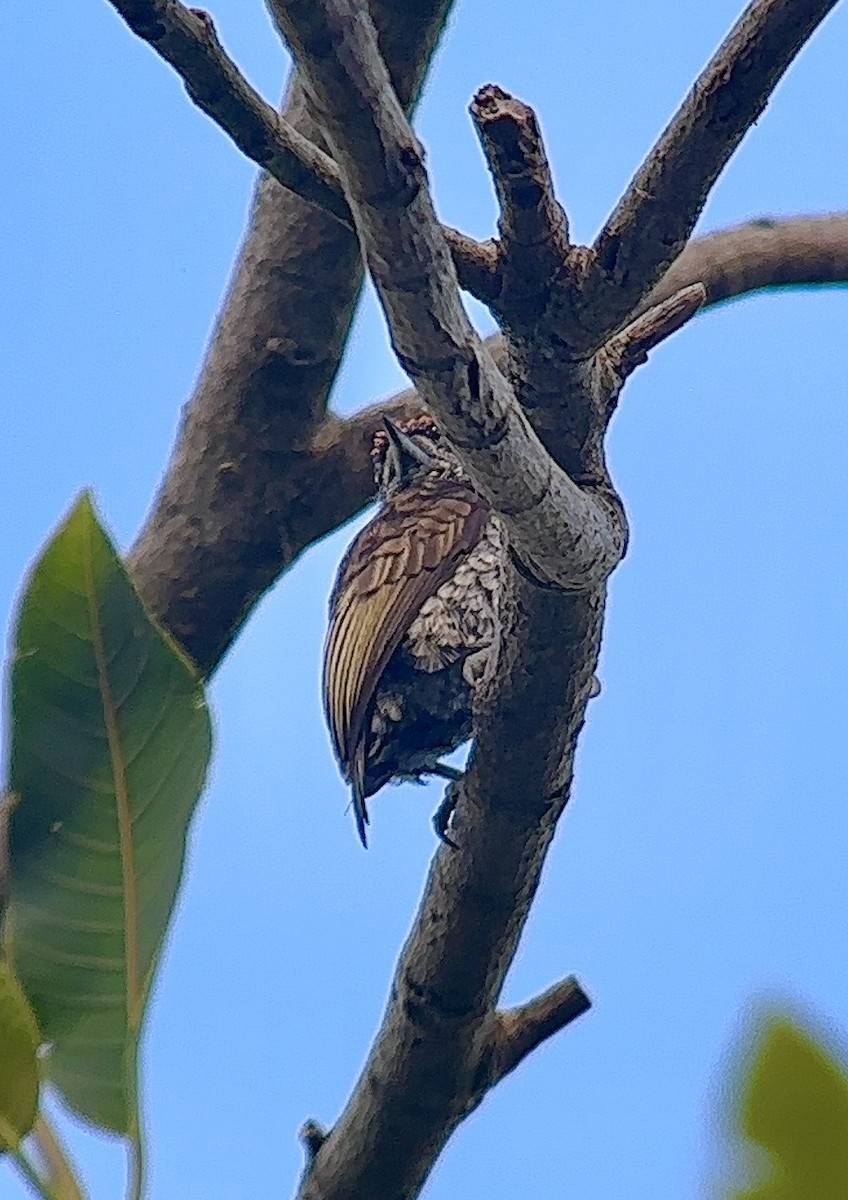 Scaled Piculet - William Orellana (Beaks and Peaks)