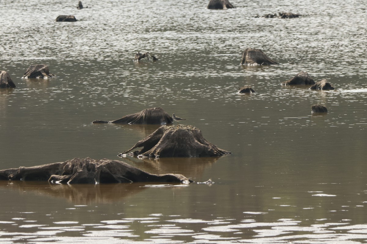 Greater Yellowlegs - ML609518090