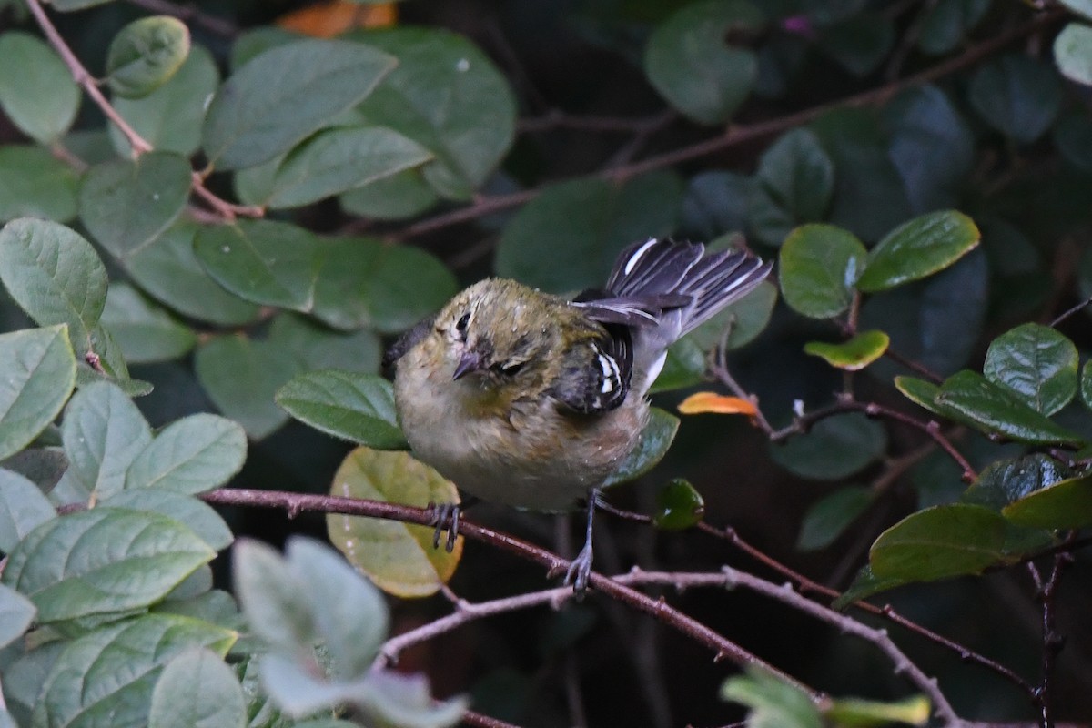 Bay-breasted Warbler - ML609518092