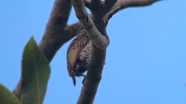 Scaled Piculet - ML609518093
