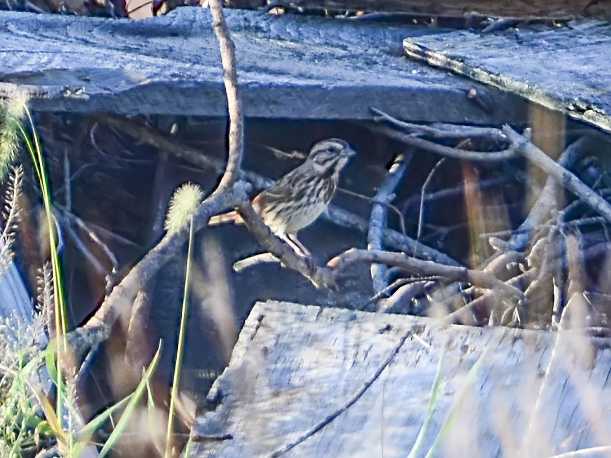 Song Sparrow - ML609518170