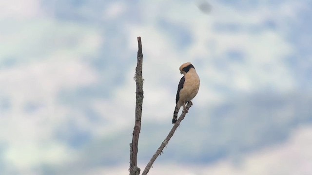 Laughing Falcon - ML609518201