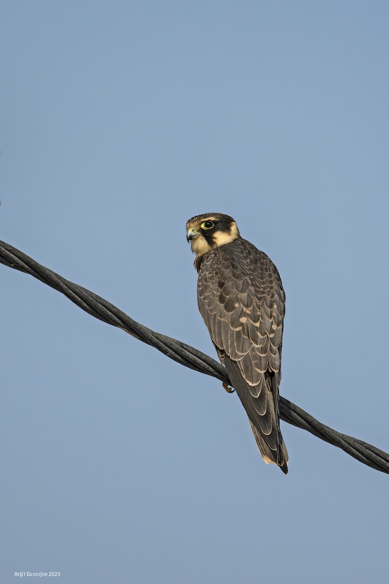 Eurasian Hobby - ML609518247