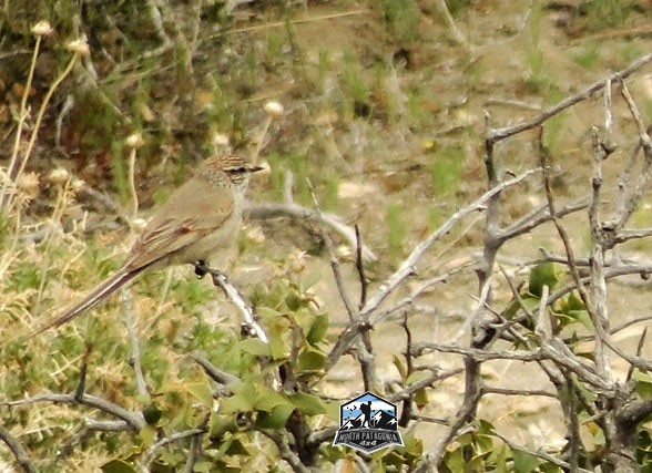 Plain-mantled Tit-Spinetail - ML609518349