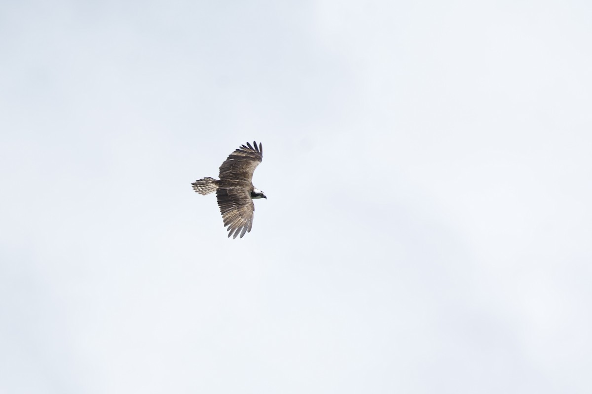 Águila Pescadora - ML609518529