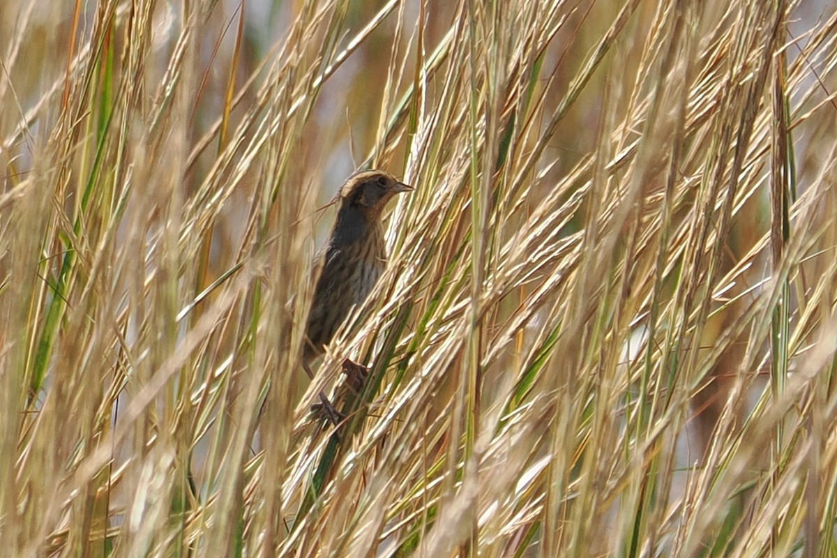 Nelson's/Saltmarsh Sparrow (Sharp-tailed Sparrow) - ML609518628