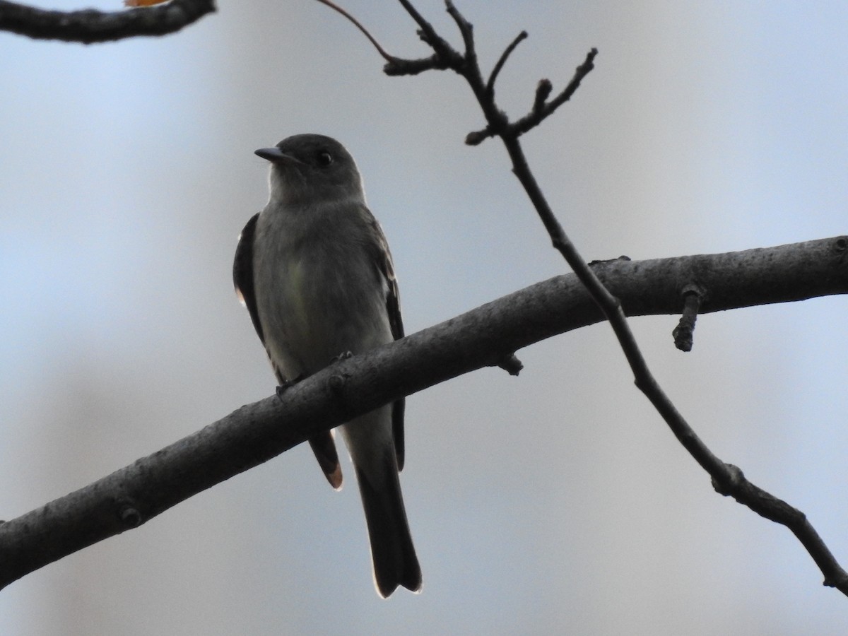 Eastern Wood-Pewee - ML609518650