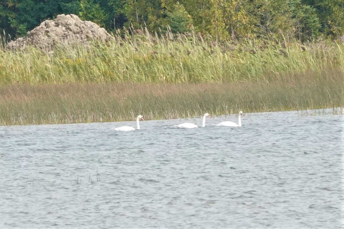 Mute Swan - ML609518671