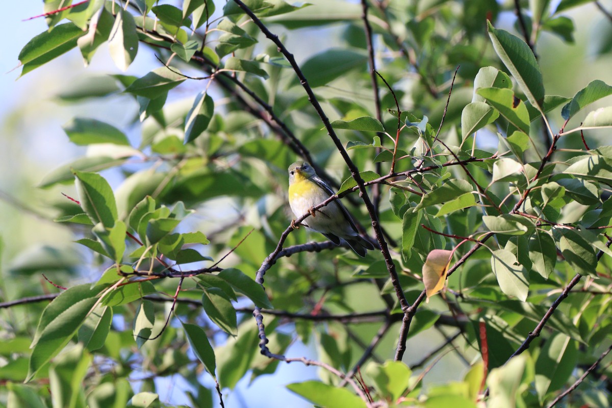 Northern Parula - ML609518673