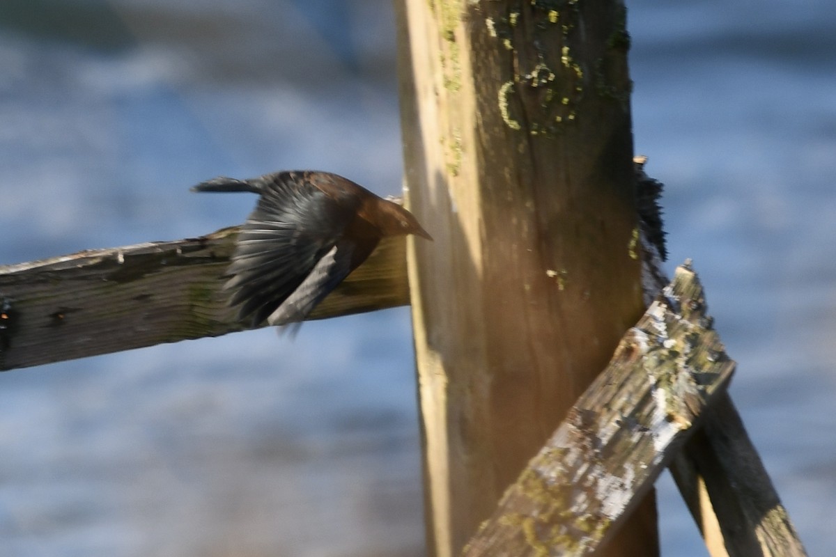 Rusty Blackbird - ML609518738