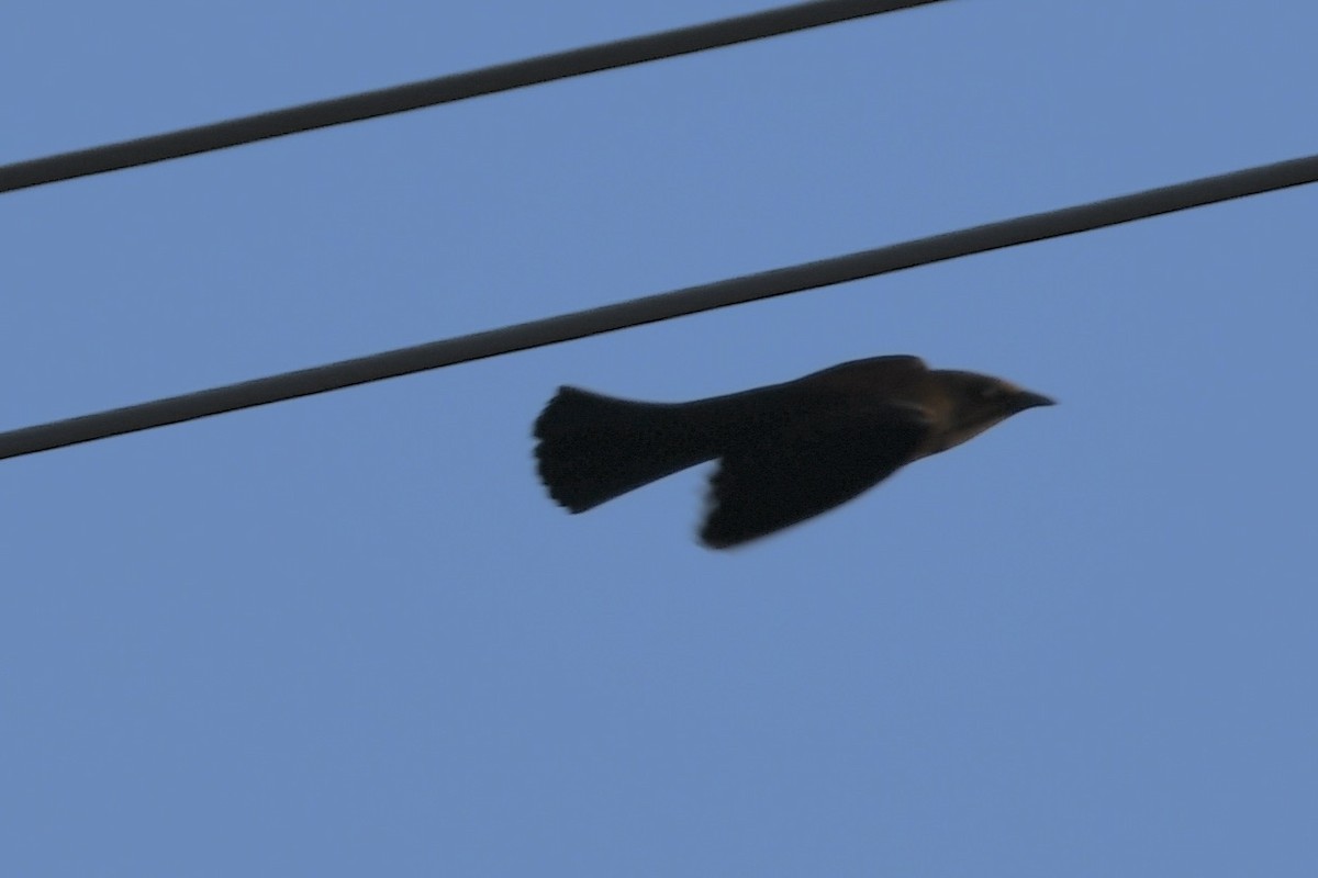 Rusty Blackbird - ML609518740