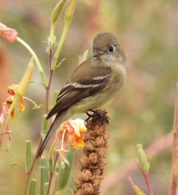 Hammond's Flycatcher - ML609518809