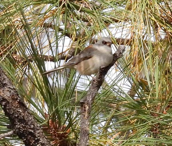 Dark-eyed Junco - ML609518833