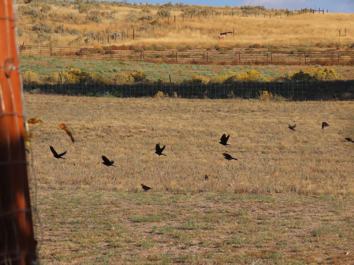 Brewer's Blackbird - ML609518840