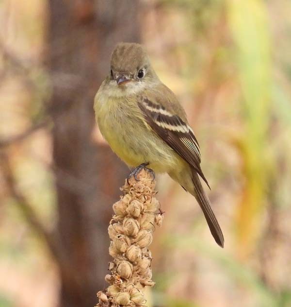 Hammond's Flycatcher - ML609518879