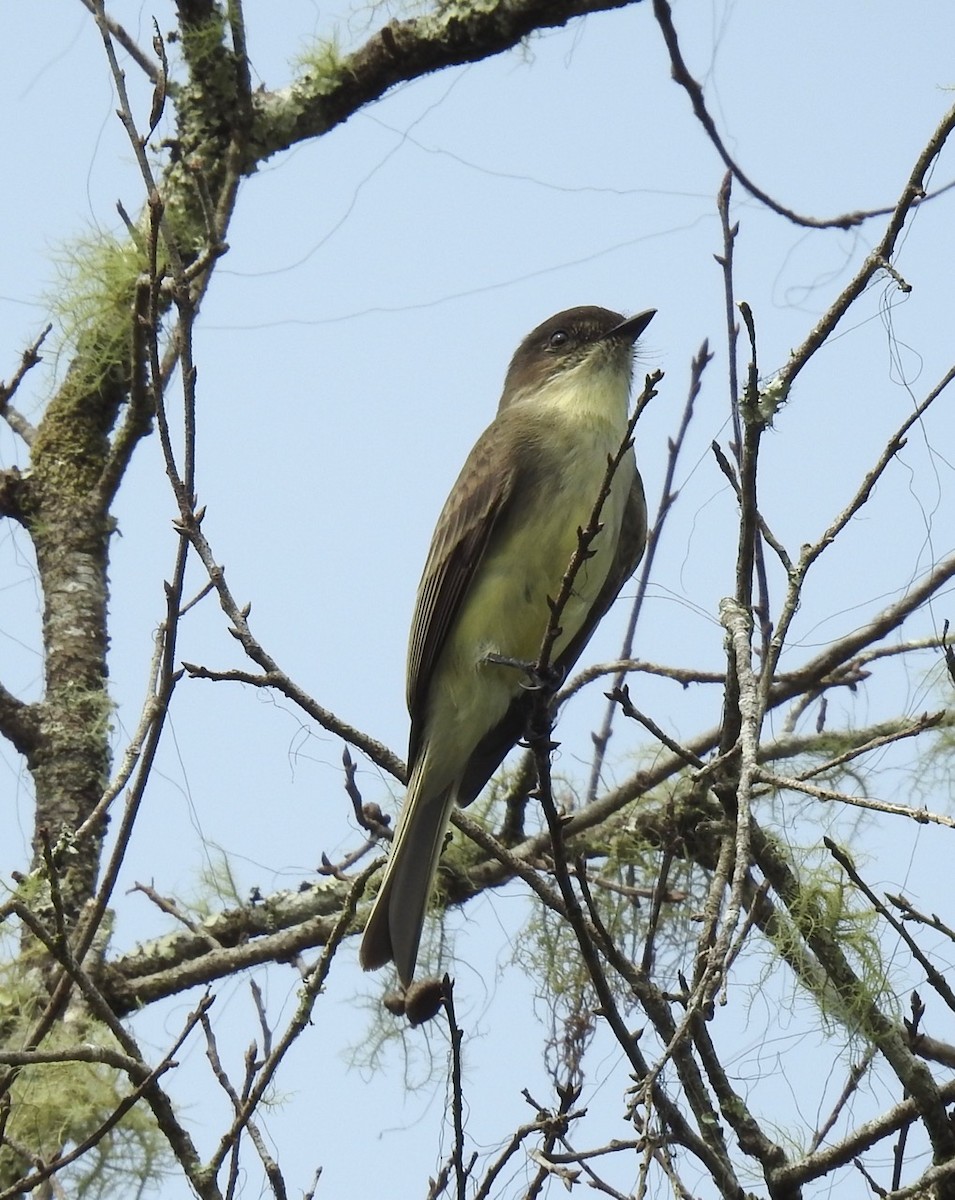 Eastern Phoebe - ML609518893